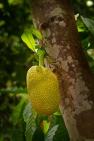 Chlebovnik ruznolisty - Artocarpus heterophyllus - Jackfruit 4137